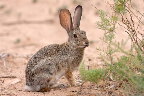 Desert-Cottontail