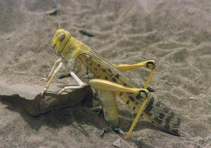 Desert-Locust