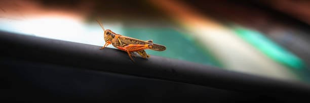 Devastating-Grasshopper