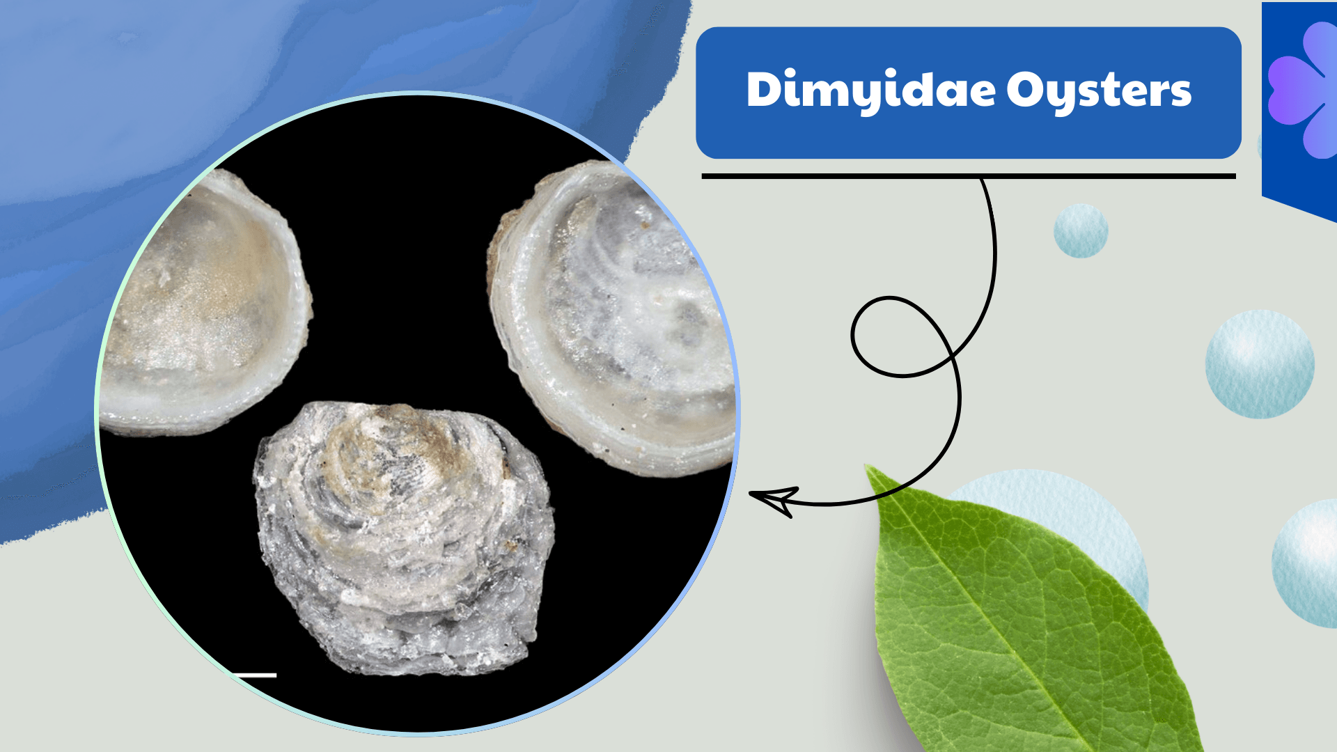 Dimyidae Oysters