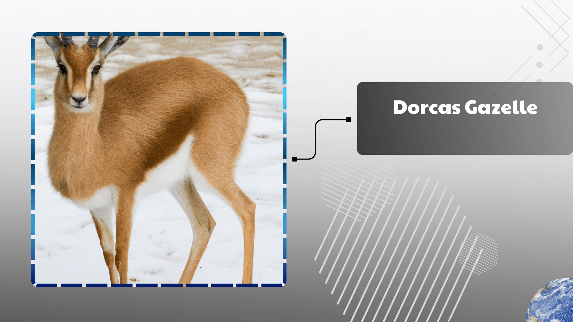 Dorcas Gazelle