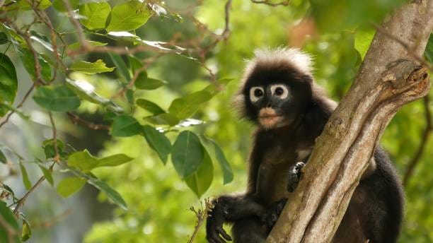 Dusky-Langur