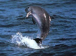 Dwarf-Sperm-Whale