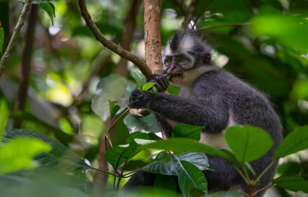 East-Sumatran-Banded-Langur