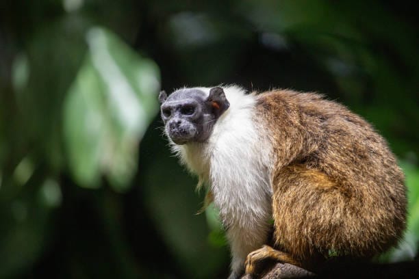 Eastern-Black-handed-Tamarin