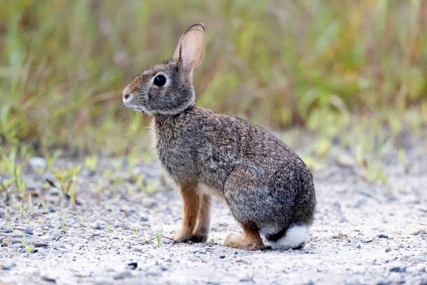 Eastern-Cottontail