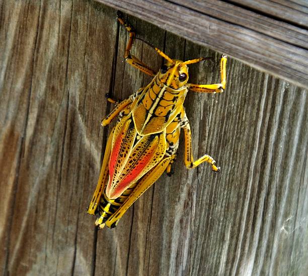 Eastern-Lubber-Grasshopper