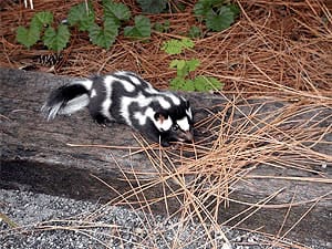 Eastern-Spotted-Skunk