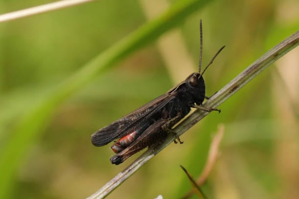Ebony-Grasshopper