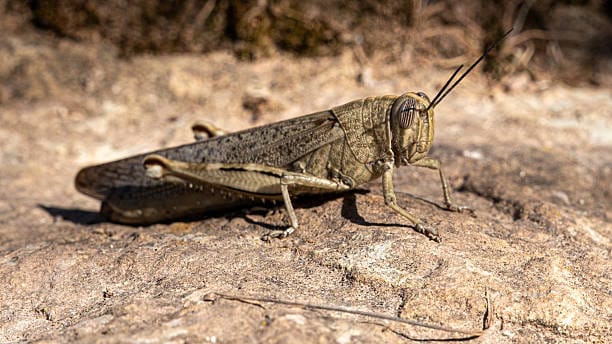 Egyptian-Grasshopper
