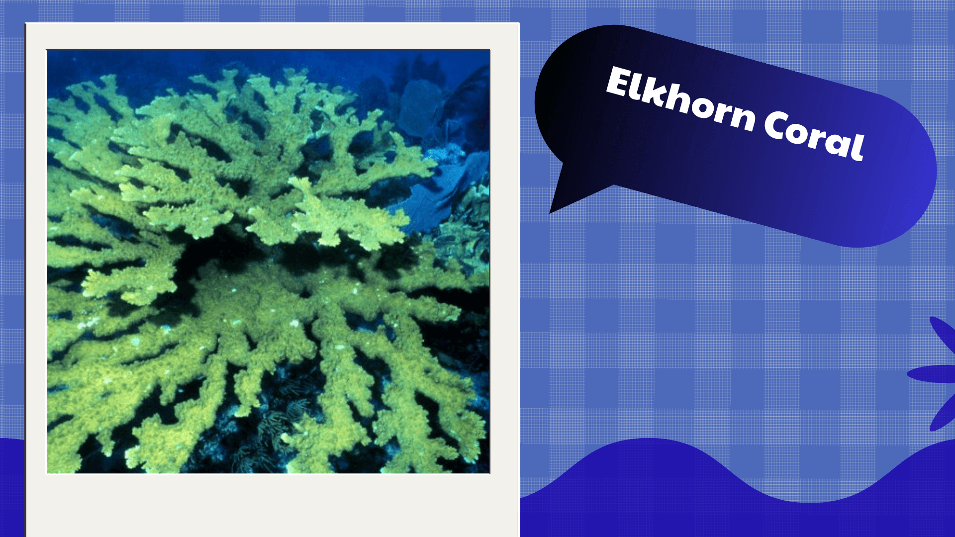 Elkhorn Coral