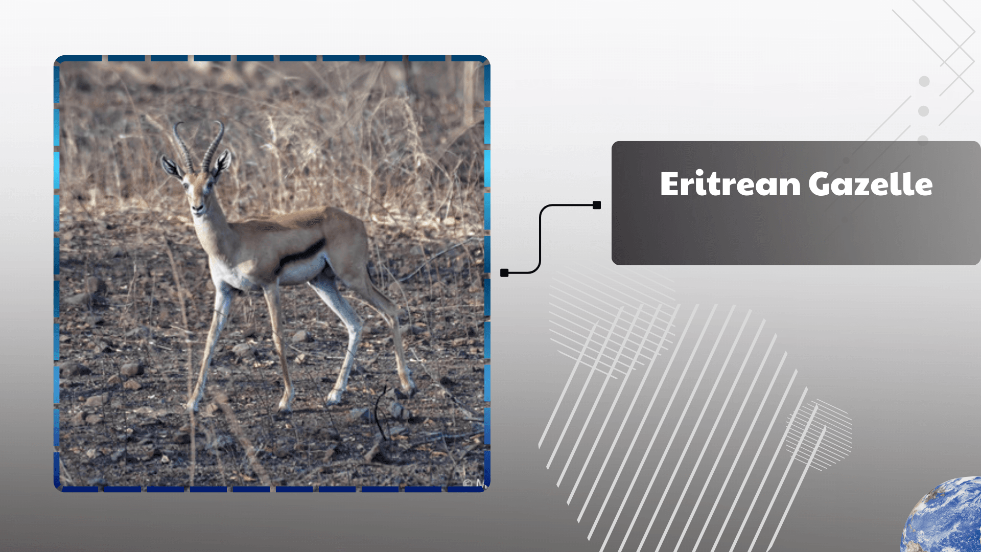 Eritrean Gazelle