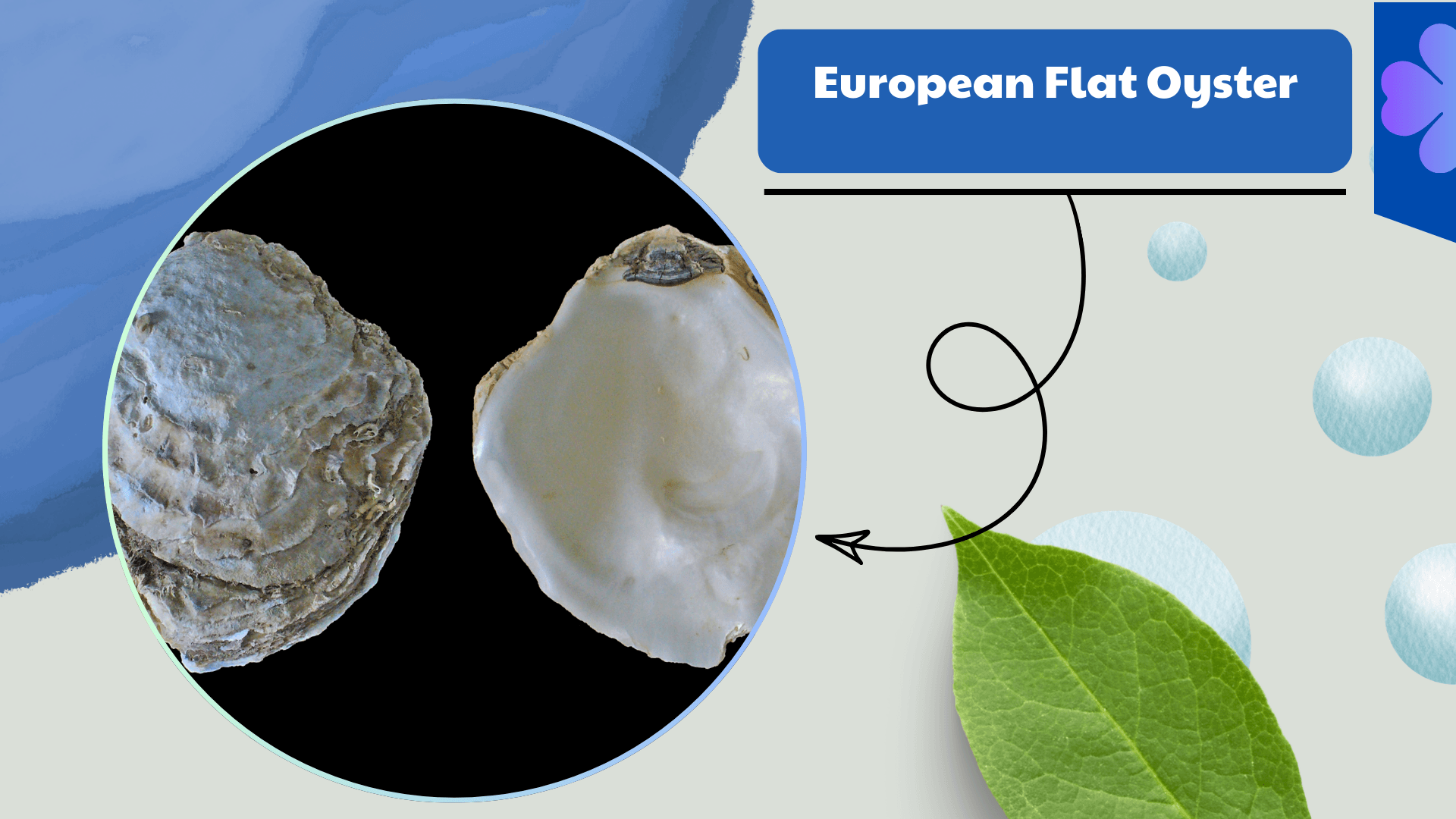 European Flat Oyster