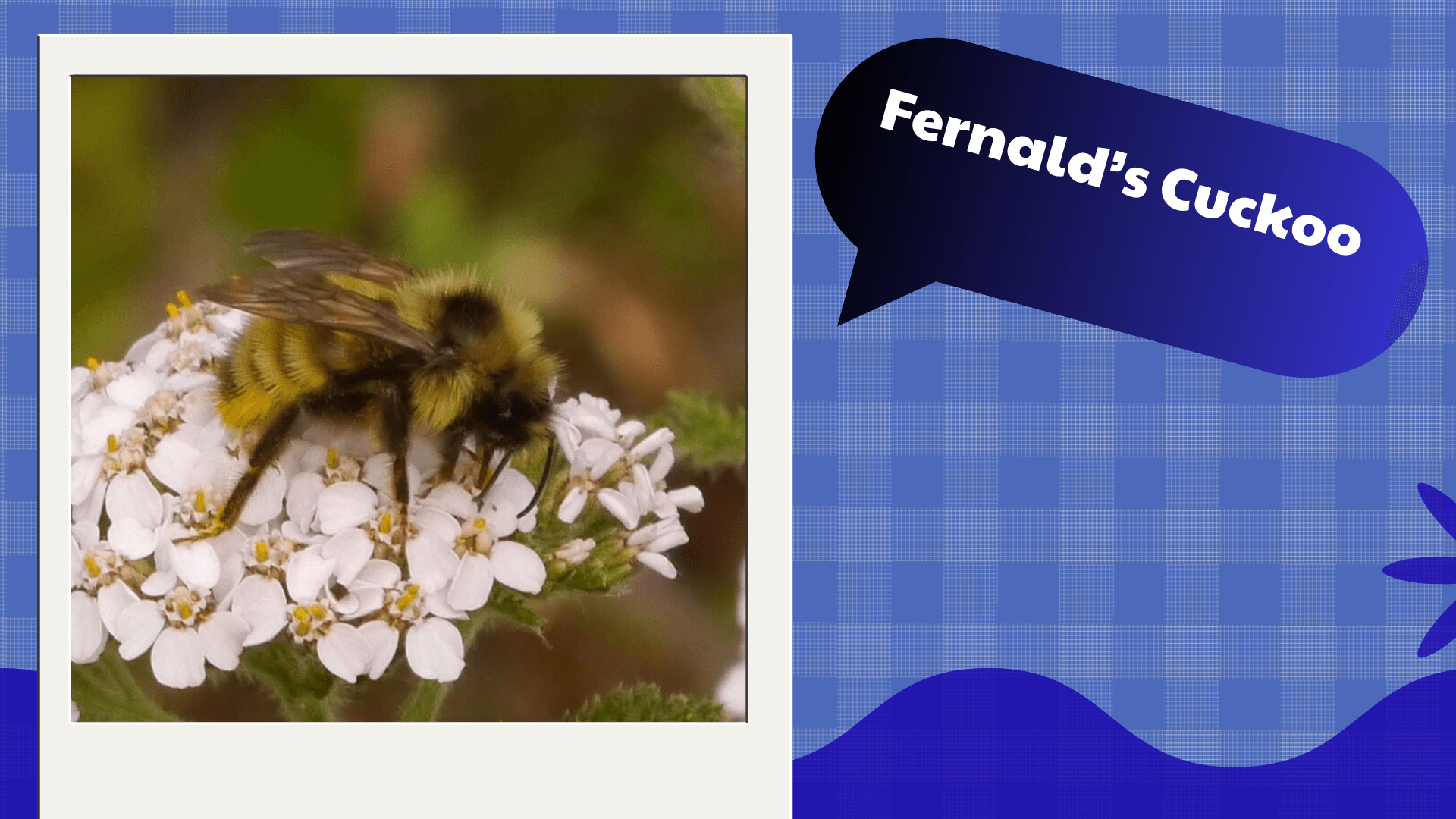 Fernald’s Cuckoo Bumblebee