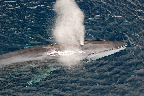 Fin-Whale