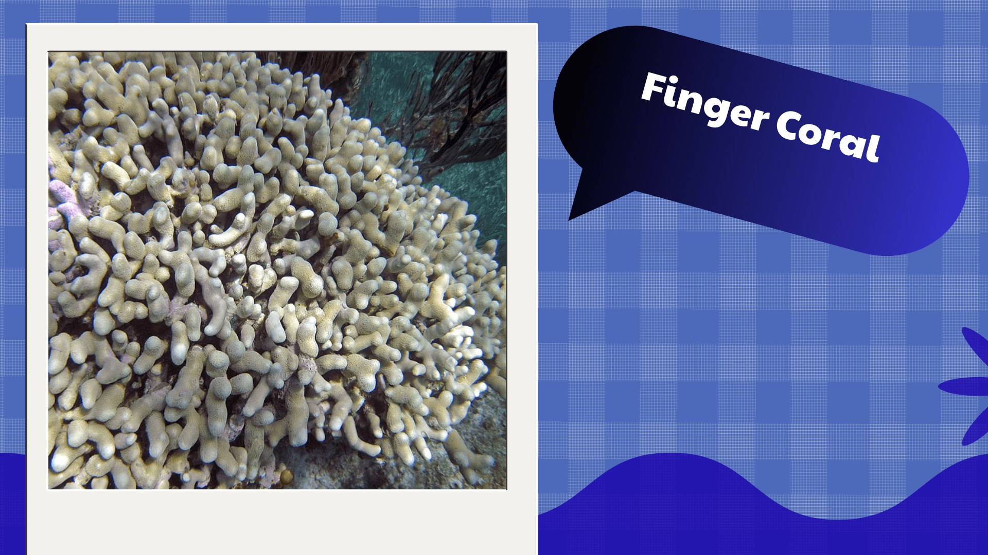 Finger Coral