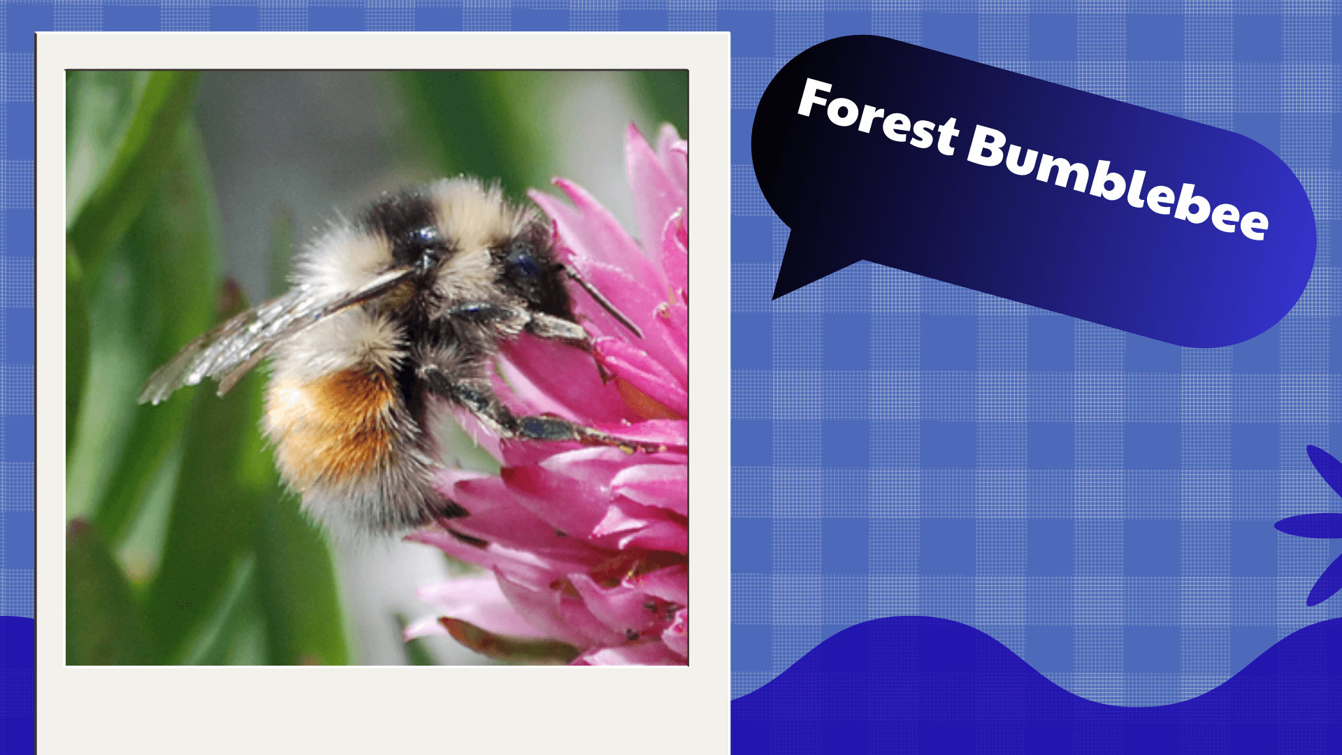 Forest Bumblebee