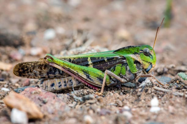 Four-Spotted-Grasshopper