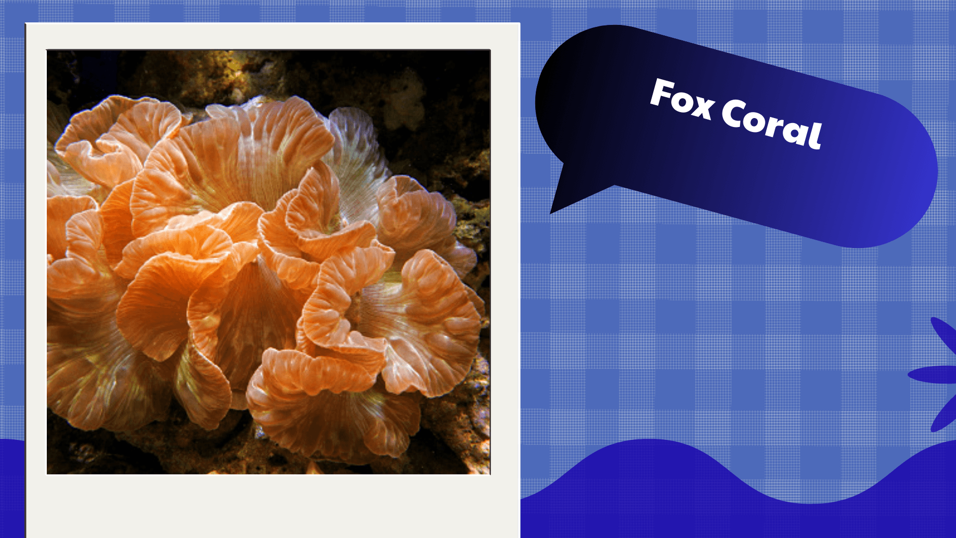 Fox Coral