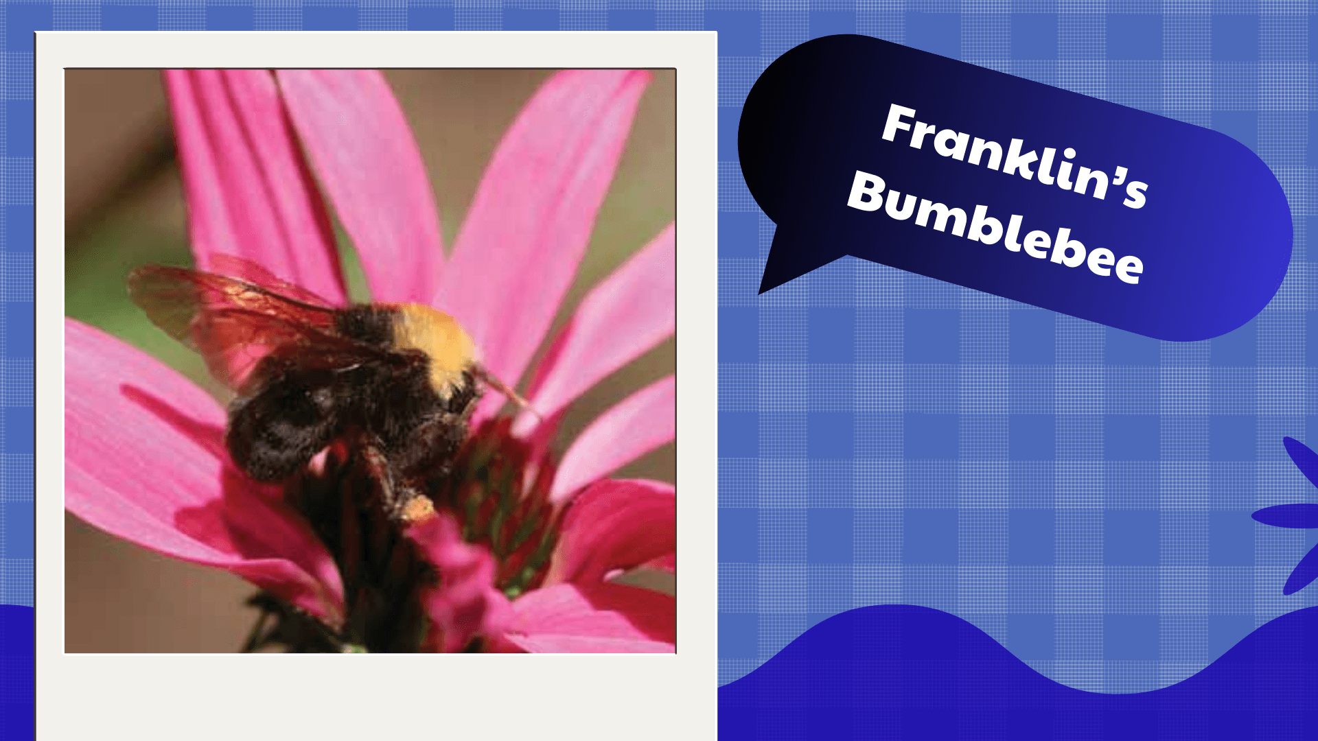 Franklin’s Bumblebee