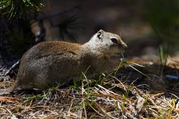 Franklins-Ground-Squirrel