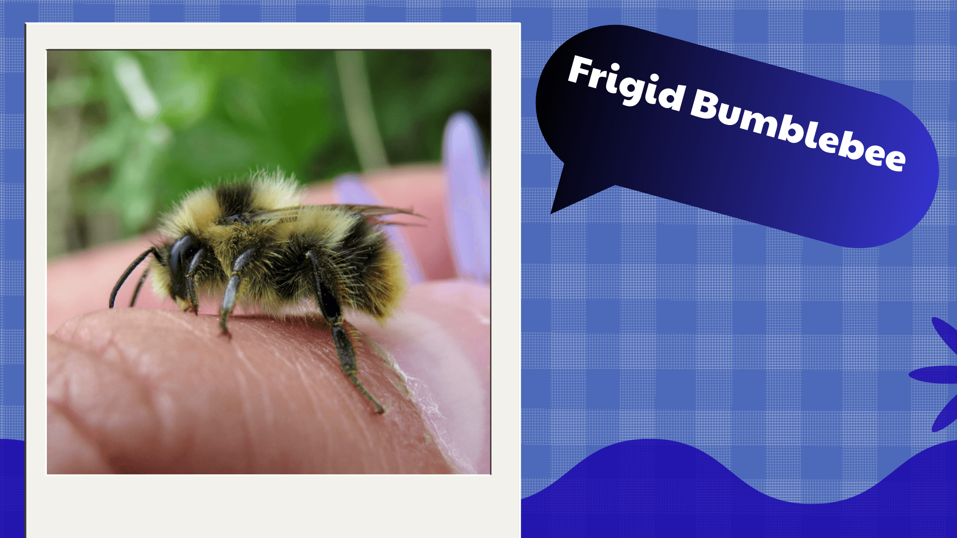Frigid Bumblebee