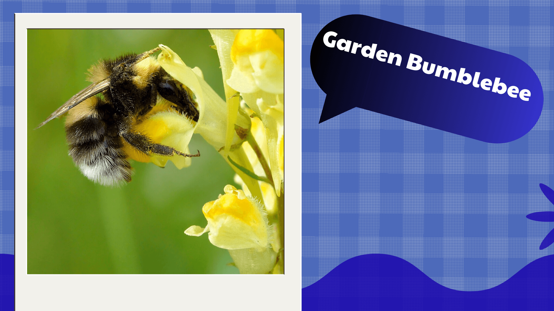 Garden Bumblebee