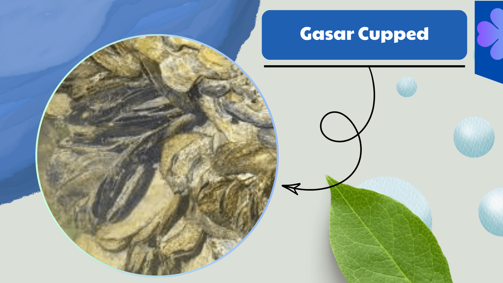 Gasar Cupped
