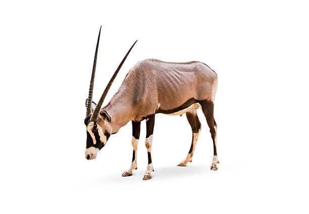 Gemsbok