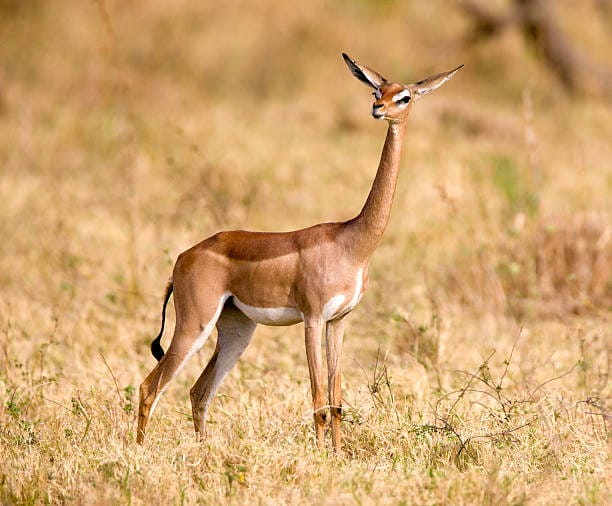Gerenuk