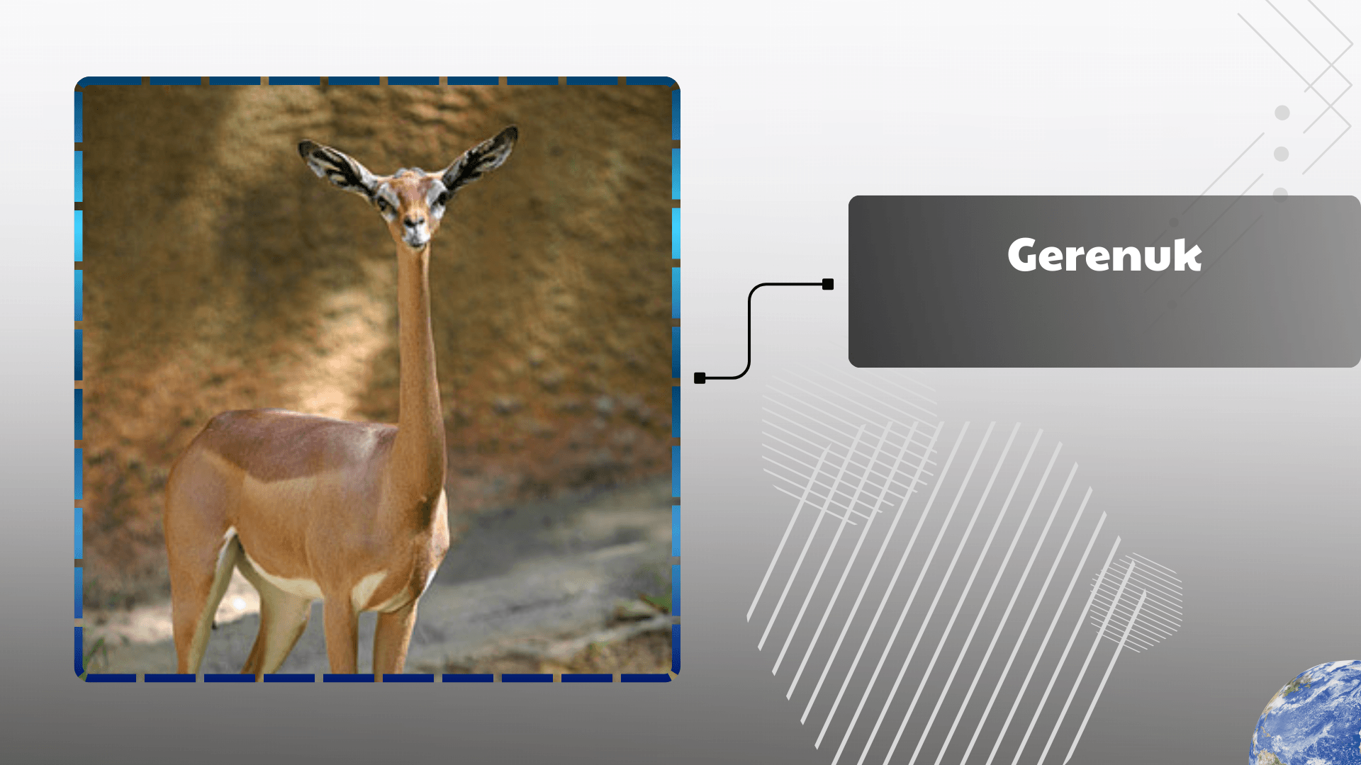 Gerenuk