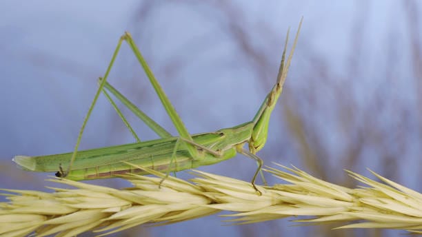 Giant-Green-Slantface