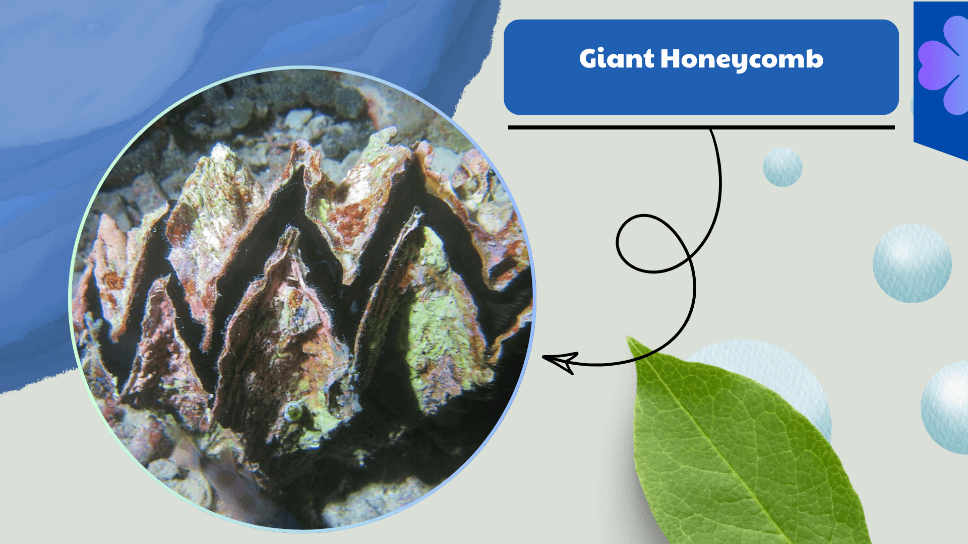 Giant Honeycomb