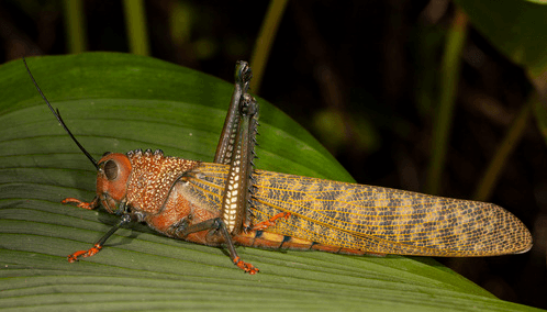 Giant-Red-Winged-Grasshopper