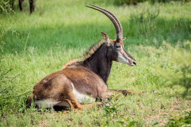 Giant-Sable-Antelope
