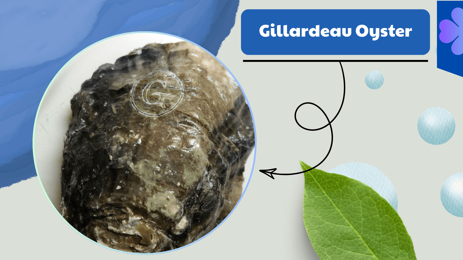 Gillardeau Oyster