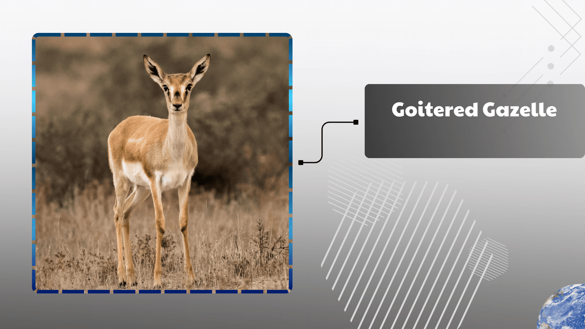 Goitered Gazelle