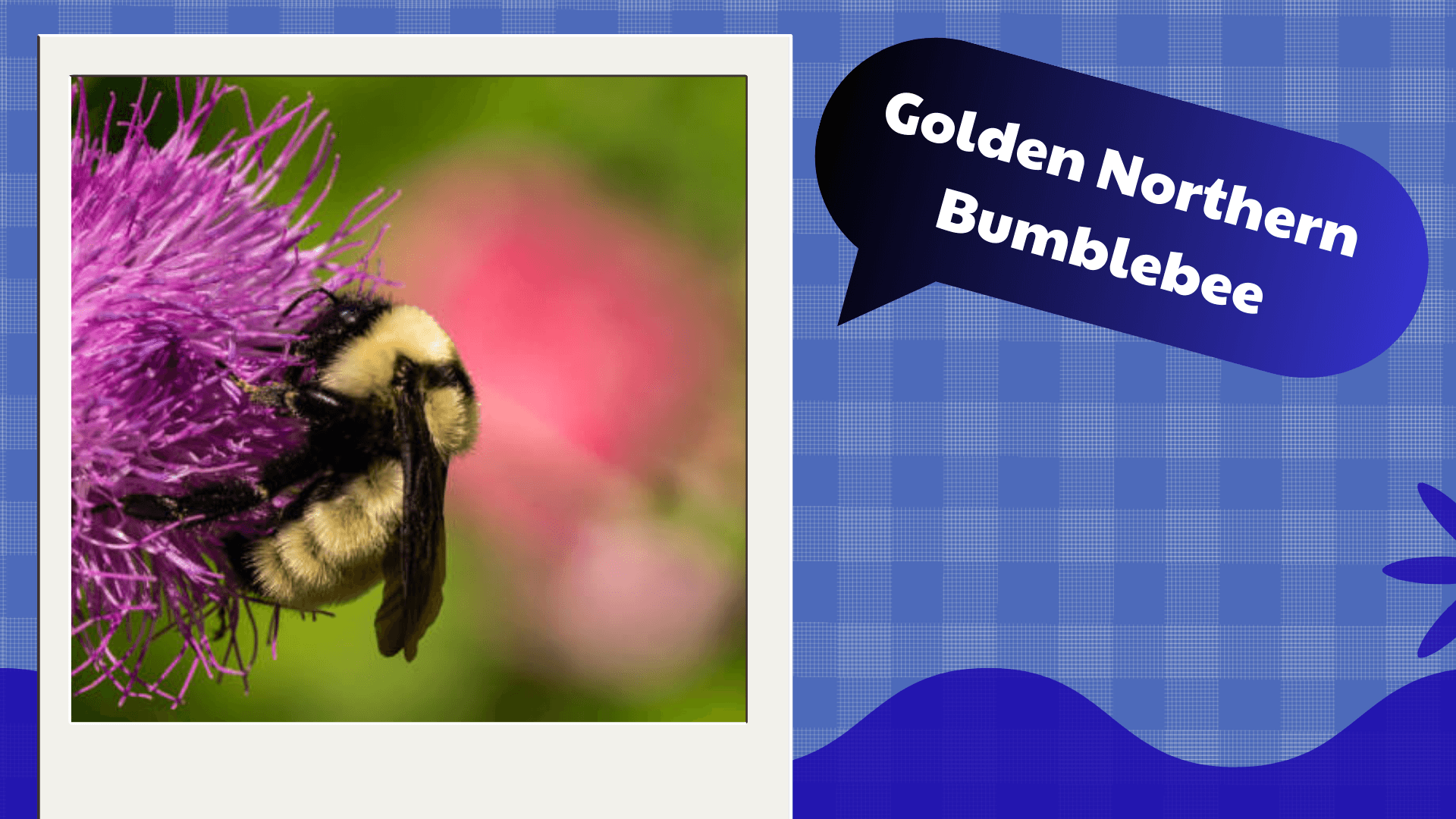 Golden Northern Bumblebee
