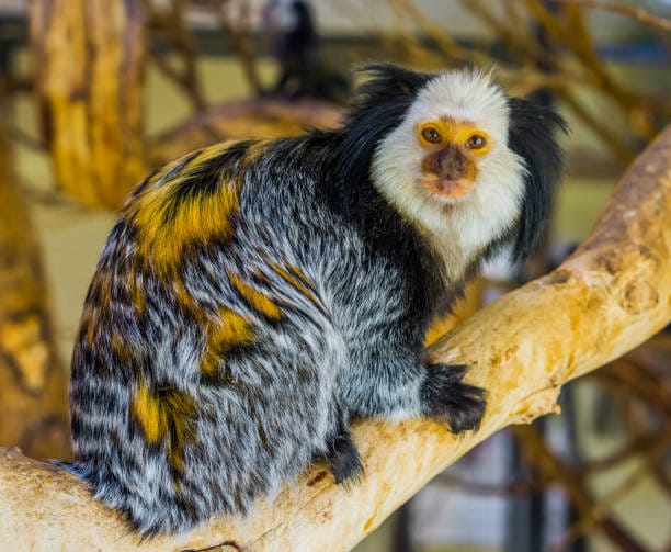 Golden-and-White-Marmoset