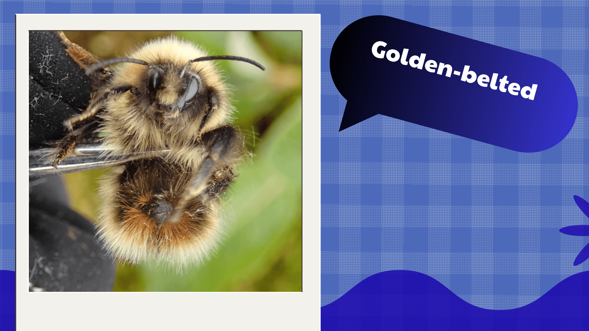 Golden-belted Bumblebee