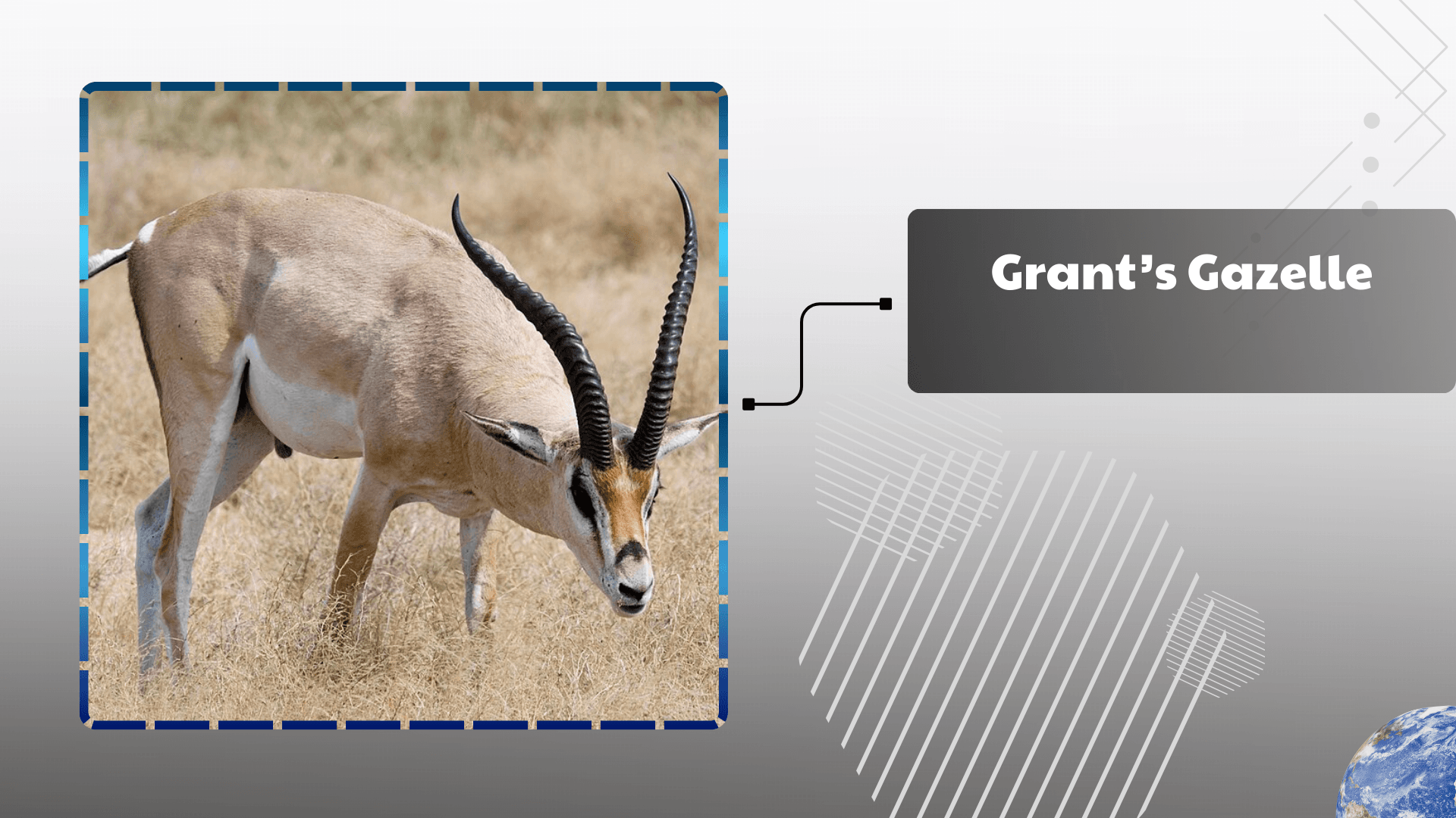 Grant’s Gazelle