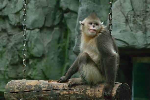 Gray-Snub-Nosed-Monkey
