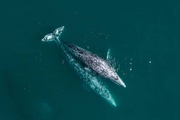 Gray-Whale