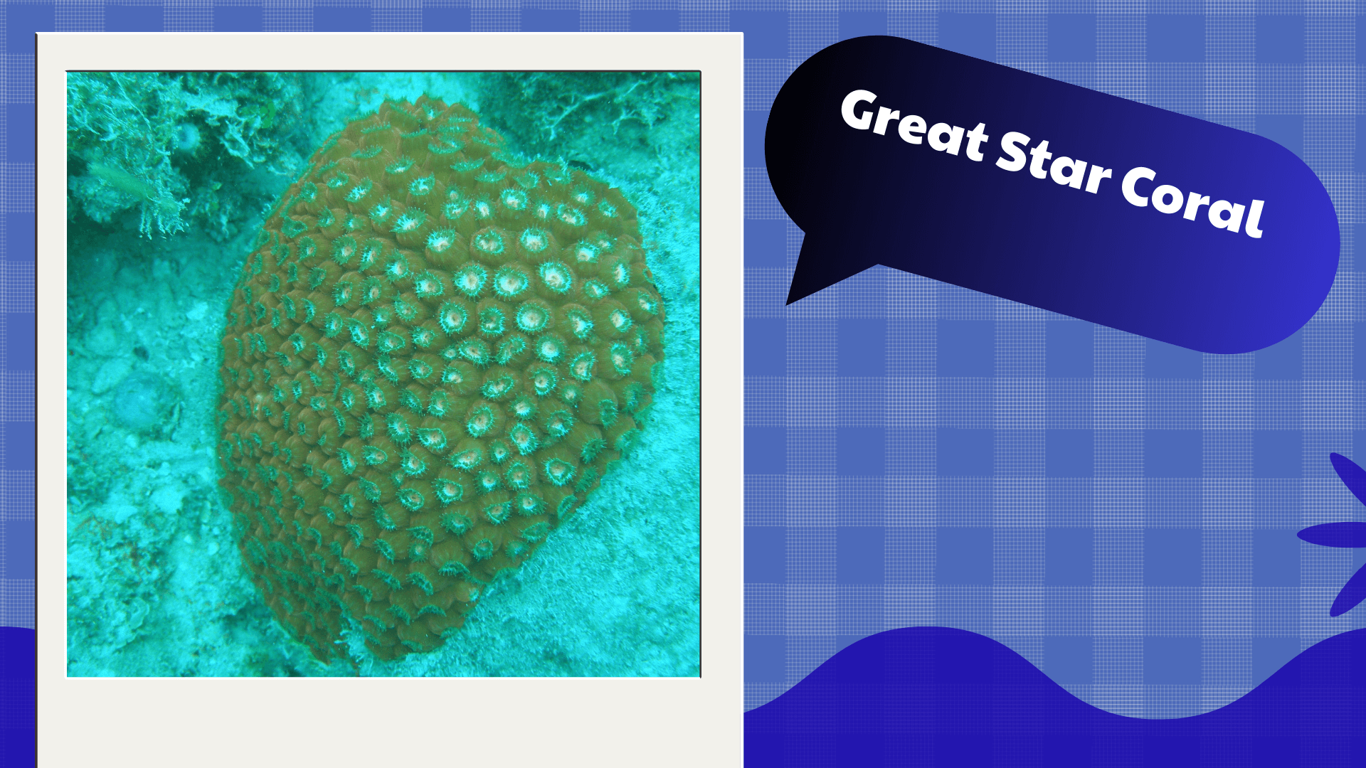 Great Star Coral