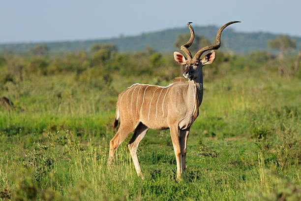 Greater-Kudu