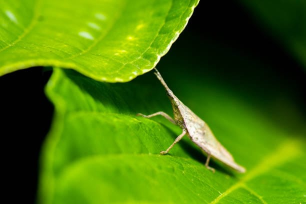 Green-Grass-Pyrgomorph