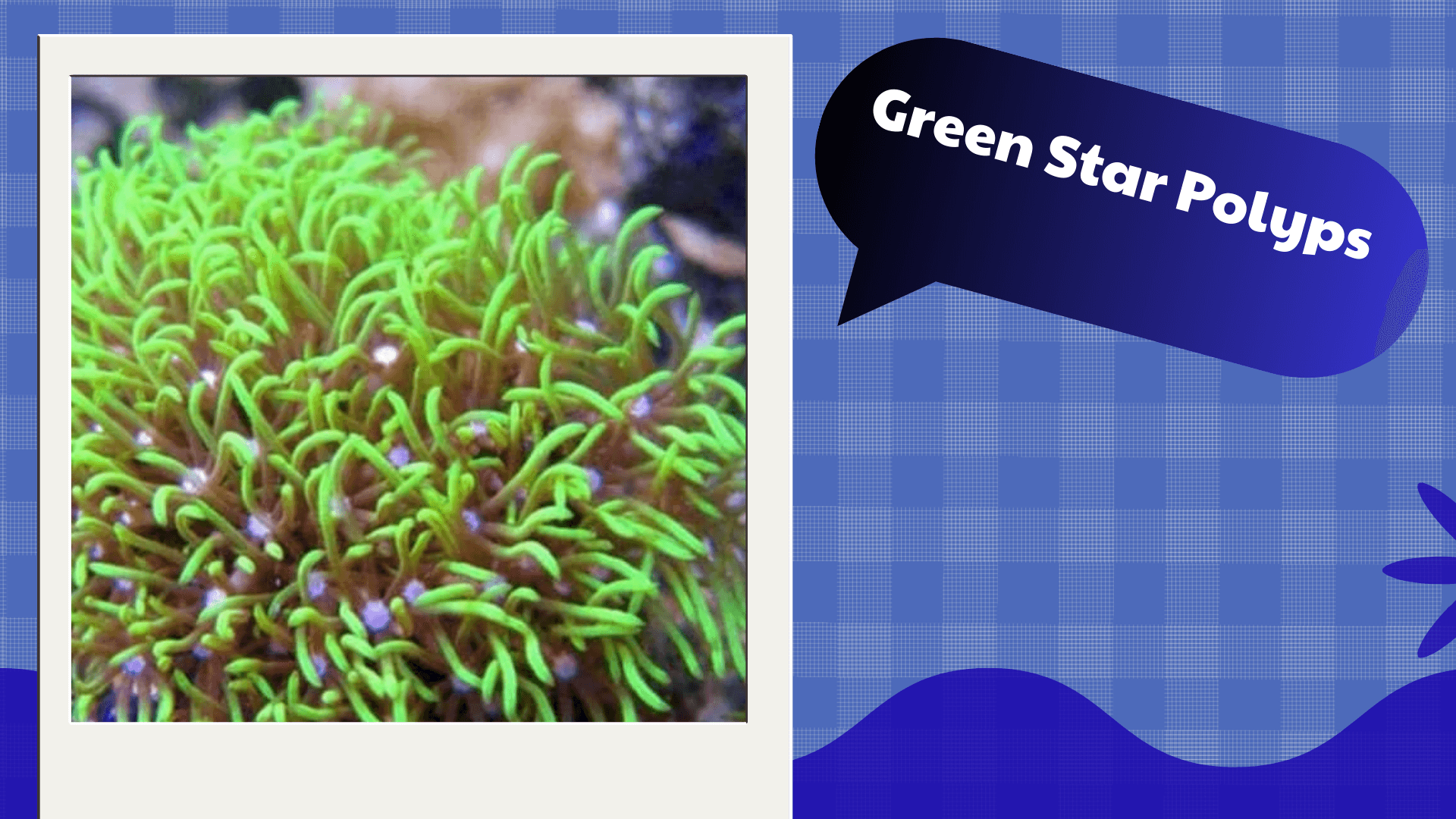 Green Star Polyps
