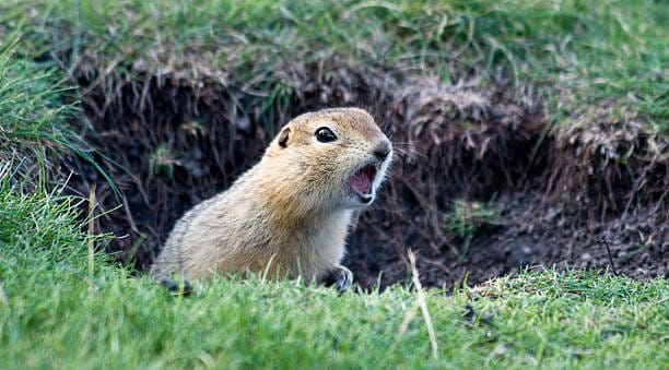 Ground-Squirrels