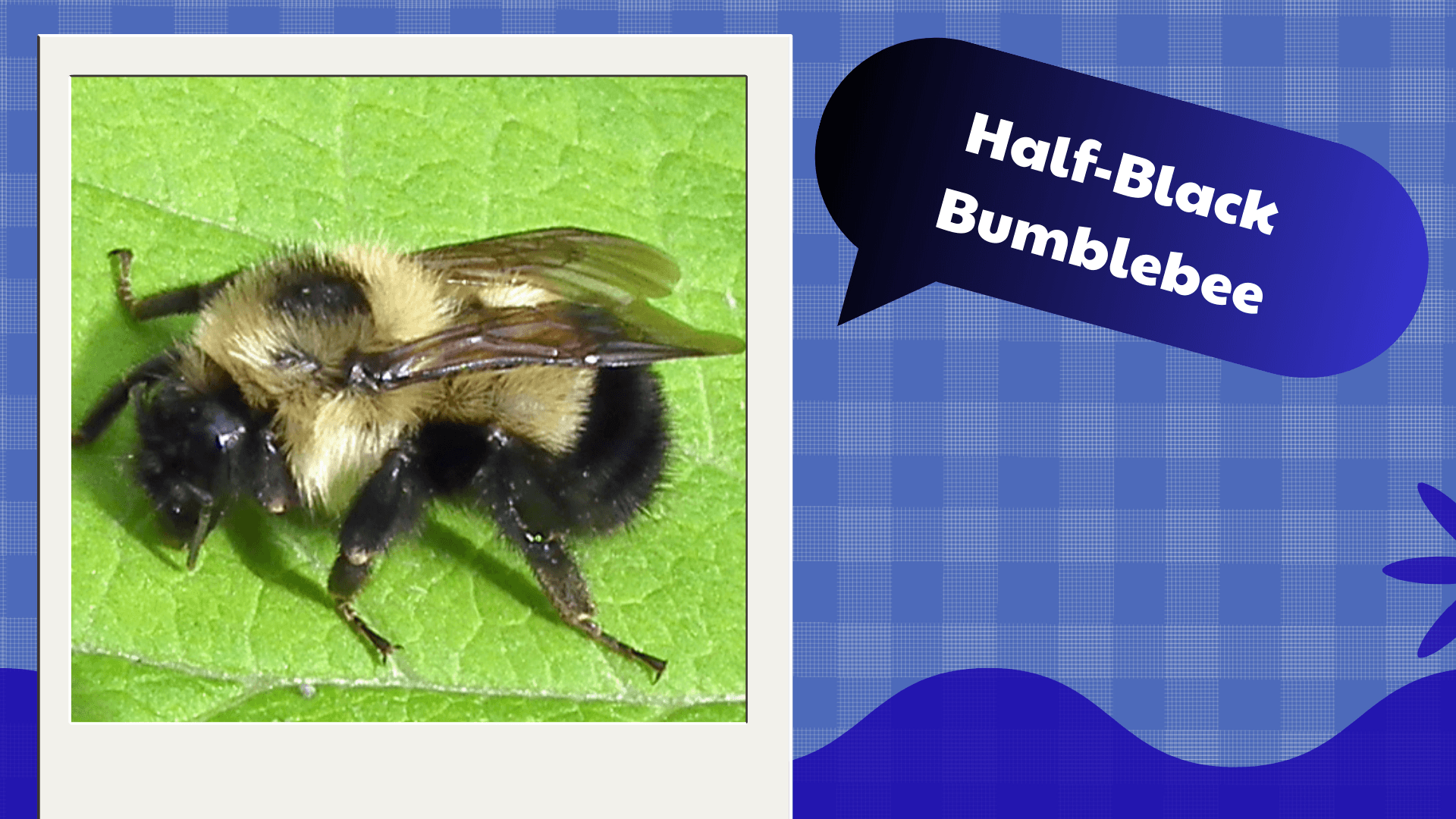 Half‑Black Bumblebee