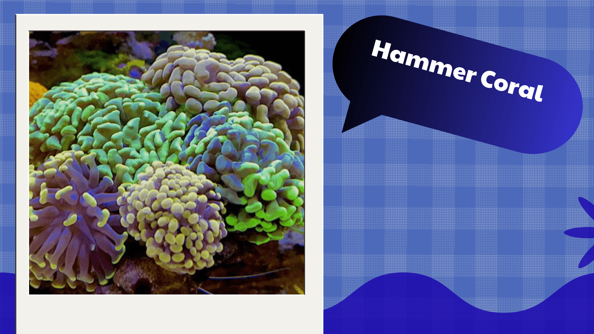 Hammer Coral